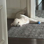 Un Ttoodle au pelage blanc, allongé sur un tapis et regardant vers la caméra 