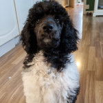 Un Ttoodle au pelage bicolore, assis sur un plancher et regardant vers le haut 