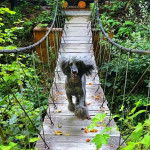Un Ttoodle courant sur une passerelle en bois et ayant la gueule ouverte 
