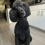 Un Ttoodle au pelage bicolore, assis sur un plancher et regardant vers la caméra