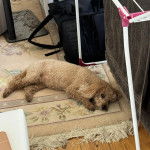 Un Ttoodle allongé sur un tapis et regardant vers la caméra 