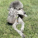 Un Ttoodle au pelage bicolore, allongé sur une surface herbacée et portant un collier autour du cou 