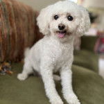 Un Ttoodle au pelage blanc, assis sur un canapé et tirant la langue 