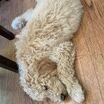 Un Ttoodle allongé sur un plancher et semblant dormir 