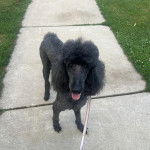 Un Ttoodle au pelage bicolore, debout sur ses quatre pattes sur une surface bétonnée et qui est tenu en laisse 