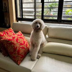 Un Ttoodle au pelage blanc, assis sur un canapé et regardant vers la caméra 