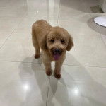 Un Ttoodle au pelage bicolore, debout sur ses quatre pattes sur une surface carrelé et regardant vers la caméra