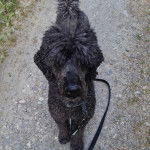 Un Ttoodle au pelage bicolore, regardant vers la caméra et qui est tenu en laisse