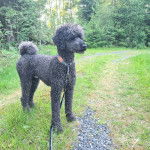 Un Ttoodle debout sur ses quatre pattes sur une surface herbacée et qui est tenu en laisse 