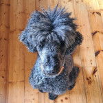 Un Ttoodle assis sur un plancher et portant un collier autour du cou 