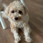 Un Ttoodle au pelage bicolore, allongé sur un plancher et regardant vers la caméra 