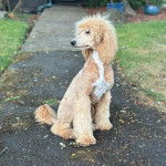 Un Ttoodle au pelage bicolore, assis sur un sentier et semblant détendu 