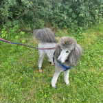 Un Ttoodle au pelage bicolore, debout sur ses quatre pattes sur un terrain herbeux et qui est tenu en laisse 
