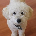 Un Ttoodle au pelage blanc, debout sur un plancher et portant un collier autour du cou 