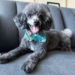 Un Ttoodle au pelage bicolore, allongé sur un canapé et portant un collier autour du cou