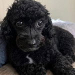 Un Ttoodle au pelage bicolore, allongé et semblant détendu 