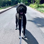 Un Ttoodle au pelage noir, debout sur ses quatre pattes sur une route, portant des chaussures pour chien et qui est tenu en laisse