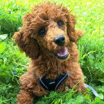 Un Ttoodle au pelage bicolore, allongé sur une surface herbacée et portant un harnais