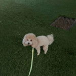 Un Ttoodle debout sur ses quatre pattes sur un terrain gazonné et qui est tenu en laisse 