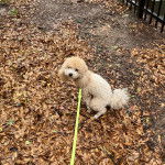 Un Ttoodle assis sur un sol jonchés de feuilles mortes et qui est tenu en laisse 