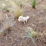 Un Ttoodle au pelage bicolore, assis sur une surface herbacée et qui est tenu en laisse 