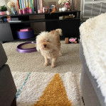 Un Ttoodle au pelage bicolore, debout sur ses quatre pattes sur un tapis et regardant vers la caméra