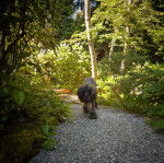Un Ttoodle au pelage bicolore, marchant sur un sentier et regardant vers la caméra 