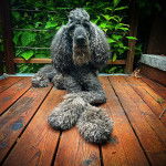 Un Ttoodle au pelage bicolore, allongé sur un plancher et regardant vers la caméra 