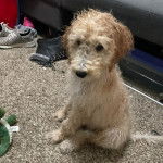 Un Ttoodle au pelage bicolore, assis sur un tapis et regardant vers la caméra