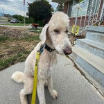Un Ttoodle au pelage blanc, assis sur une surface bétonnée et qui est tenu en laisse 