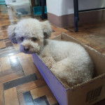 Un Ttoodle au pelage blanc, allongé dans un carton et regardant vers la caméra 