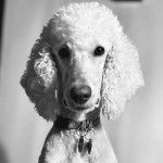 Un Ttoodle au pelage blanc, regardant vers la caméra et portant un collier autour du cou 