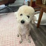 Un Ttoodle au pelage bicolore, assis sur un tapis et regardant vers la caméra 