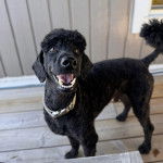 Un Ttoodle au pelage noir, debout sur ses quatre pattes sur un plancher et portant un collier autour du cou