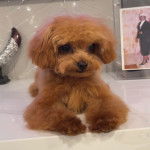 Un Ttoodle au pelage bicolore, allongé sur un plan de travail et semblant détendu 