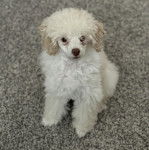 Un Ttoodle au pelage bicolore, assis sur un tapis et regardant vers la caméra