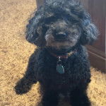 Un Ttoodle au pelage bicolore, assis sur un tapis, portant un collier autour du cou et regardant vers la caméra