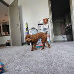 Un Ttoodle marchant sur un tapis et semblant détendu 