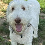 Un Ttoodle au pelage bicolore, debout sur un terrain herbeux et portant un collier autour du cou