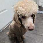 Un Ttoodle assis sur un plancher et regardant vers la caméra 