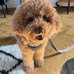 Un Ttoodle au pelage bicolore, debout sur ses quatre pattes sur un plancher et qui est tenu en laisse