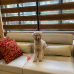 Un Ttoodle assis sur un canapé et regardant vers la caméra 