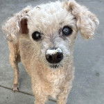 Un Ttoodle au pelage bicolore, debout sur ses quatre pattes sur une surface bétonnée et regardant vers la caméra 
