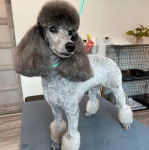 Un Ttoodle au pelage bicolore, debout sur ses quatre pattes sur une table et portant un collier autour du cou 