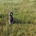 Un Ttoodle assis sur une surface herbacée et semblant détendu 