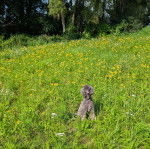 Un Ttoodle assis sur une surface herbacée, ayant la gueule ouverte et portant un collier autour du cou