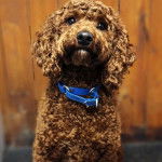 Un Ttoodle au pelage bicolore, assis sur une surface bétonnée et portant un collier autour du cou 