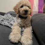 Un Ttoodle allongé sur un canapé et portant un collier autour du cou 