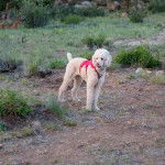 Un Ttoodle au pelage blanc, léchant son museau et portant un harnais 