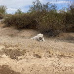 Un Ttoodle au pelage blanc, allongé sur une surface sableuse et portant un collier autour du cou